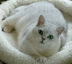 We did not find results for: British Shorthair Silver Shaded Kitten Novocom Top