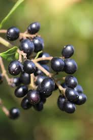 Image result for Afroligusticum