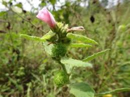 Image result for Astripomoea malvacea