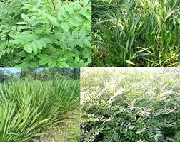 Potensi pakan ternak yang berupa daun tanaman memiliki keunggulan kandungan protein, asam amino esensial, vitamin, serta mineral yang dibutuhkan oleh tubuh ternak namun belum banyak dimanfaatkan oleh peternak. Pakan Dari Hijauan Yang Disukai Domba Kambing