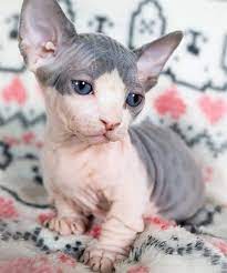 Sphynx Kittens Are Out-of This- World Cute With Their Alien Faces And Sweet Wrinkles Cute Hairless Cat Bambino Cat Hairless Cat