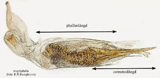 Image result for Delplanqueia inscriptella