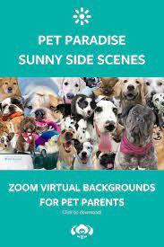 Pin On Pets In Paradise