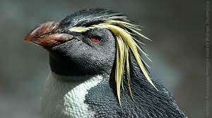 Southern rockhopper penguins colonies are in southern regions of chile, the falkland islands, and southern argentina while the northern subspecies inhabit only the gough island sources: Northern Rockhopper Penguin American Bird Conservancy