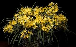 Redland International Orchid Festival
