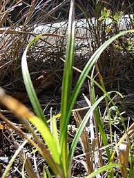 Image result for Scleria globonux