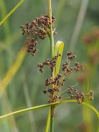 Image result for Cladium mariscus