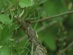 Image result for Passerina montana