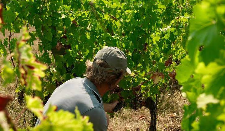 Wildfires near Bordeaux bring more troubles to France's wine industry