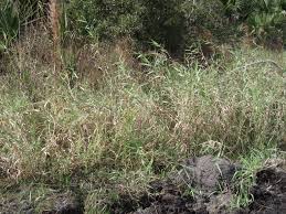 Image result for Urochloa