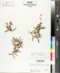 Image result for Aneilema lanceolatum