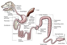 Drugs Used In Gastrointestinal System Disorders Veterian Key