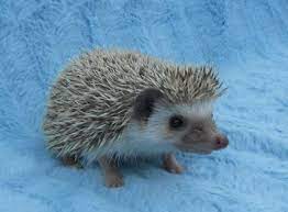 Janda Exotics Hedgehogs For Sale Hedgehog Babies For Sale Baby Hedgehog Hedgehog For Sale Cute Hedgehog
