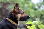 GERMAN SHEPHERD PRICING | VomGeliebtenHaus