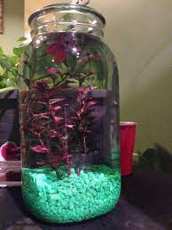 Giant Mason Jars Make Great Homes R Bettafish