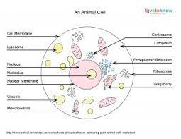 The diagram, like the one above, will include labels of the cells of animals are the basic structural units for the wide variety of life we see in the animal kingdom. Basics Of Animal Cell Biology Lovetoknow