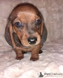 However, free doxie dogs and puppies are a rarity as rescues usually charge. Non Pedigree Dogs For Sale In The City Of Zaporizhia Ukraine Price 25 Announcement 8231