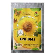 Benih bibit cherry tomato golden shine 25 biji buah tomat ceri chery. Jual Benih Bunga Matahari Ipb Bm1 50 Biji Dramaga Bibit Online