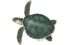 The kemp's ridley turtle is the world's most endangered sea turtle. Kemp S Ridley Turtle Noaa Fisheries