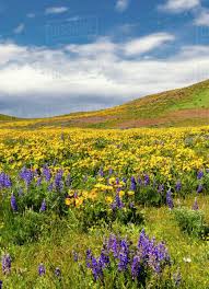 I have already been to cherry blossoms, tulip and lavender festivals. Usa Washington State Columbia Hills State Park Spring Wildflowers Cover The Meadows At Columbia Hills State Park Stock Photo Dissolve