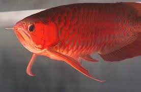 Price List Arowana Sales Shop Online Asian Arowana For Sale Violet Fusion Super Red Arowana