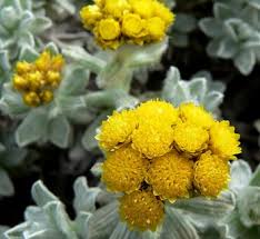 Image result for Helichrysum lastii