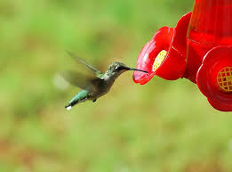 Do you have any tips to share for attracting hummingbirds to your yard? Hummingbird Food Recipe Attracting Hummingbirds To Your Garden The Old Farmer S Almanac