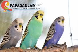 muhabbet kusu hastaliklari papaganlar net