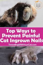 Top Ways To Prevent Painful Cat Ingrown Nails Ingrown Nail Cat Ages Cats