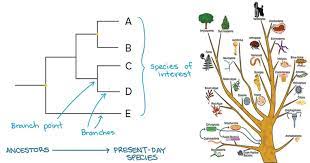 How To Construct A Phylogenetic Tree ?