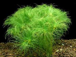 Image result for Eriocaulon setaceum