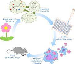 Image result for Ptycholobium contortum