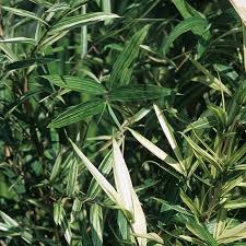 Tsuboi dwarf bamboo is a selection of a species native to japan. Pleioblastus Shibuyanus Tsuboi
