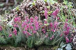 Image result for Erica lanceolifera