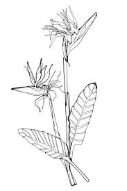 Drawing Bird Of Paradise Flower Outline Wall Art Wire Large Metal Tree Wall Art Wire Wall Art Art Wire
