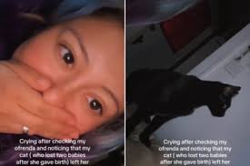 Result Page 5 for Kittens news & latest pictures from Newsweek.com