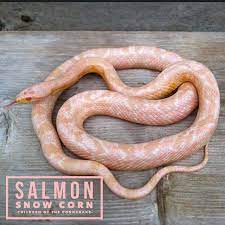 Salmon Snow Corn From The Originator Of The Morph Jim Stelpflug Corn Snake Pet Snake Pretty In Pink