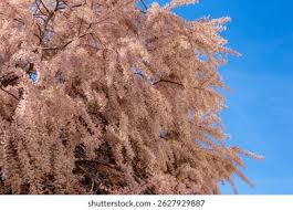 Image result for Tamaricaceae