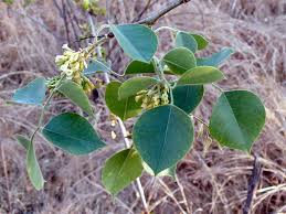 Image result for Dalbergia sissoo