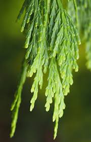 Image result for Calocedrus decurrens