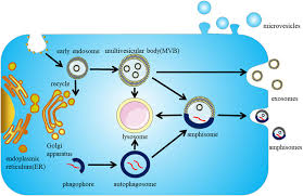 Frontiers Potential Roles Of Exosomes In Parkinson S Disease From Pathogenesis Diagnosis And Treatment To Prognosis Cell And Developmental Biology
