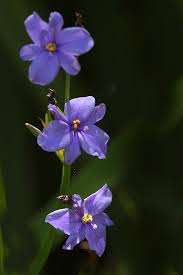 Image result for Aristea angolensis