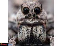 Maybe you would like to learn more about one of these? Exotic Pets Buy Sell Or Trading Manila Valenzuela City Pinoy Listing Philippines Business Directory