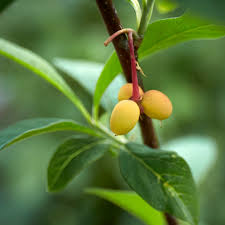 Image result for Ormocarpum schliebenii