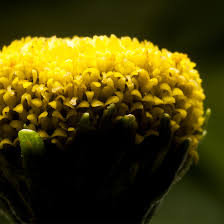 Image result for Acmella