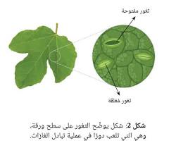 Image de النبات يحتاج إلى الماء للبقاء على قيد الحياة