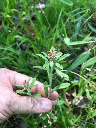 Image result for Gnidia virescens