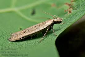 Image result for Nothris verbascella