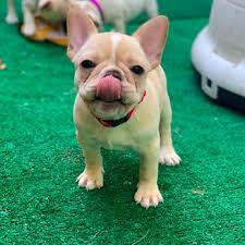 Contact california french bulldog breeders near you using our free french bulldog breeder search below is a sample search of our french bulldog breeders with puppies for sale. Bay Area Bulldogs 79 Photos 27 Reviews Pet Breeders Pleasanton Ca