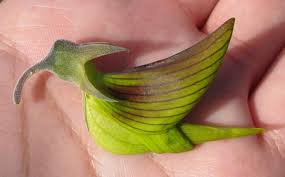 Image result for Crotalaria quarrei